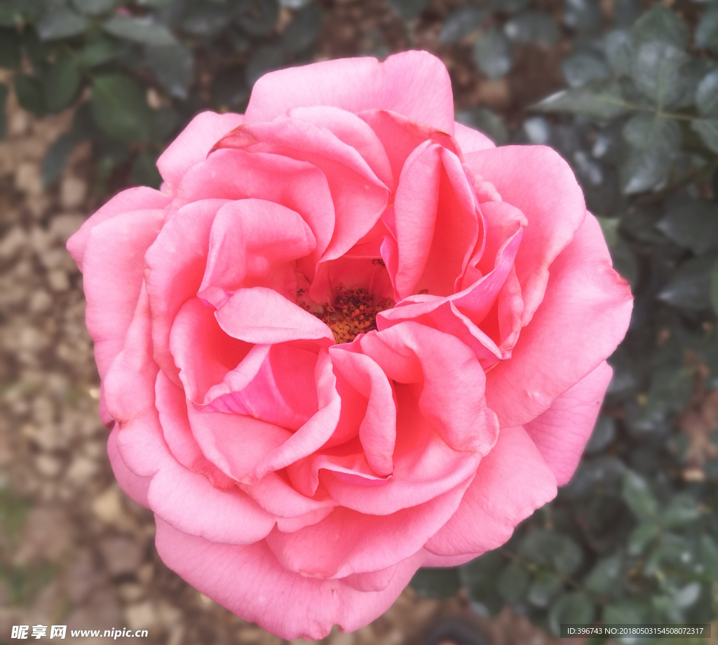 月季花
