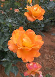 月季花