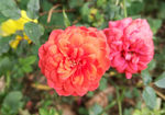 月季花