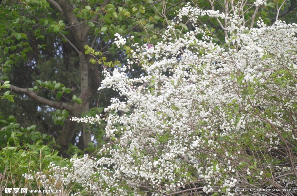 李叶绣线菊