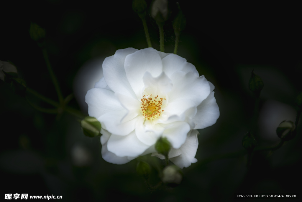 月季花