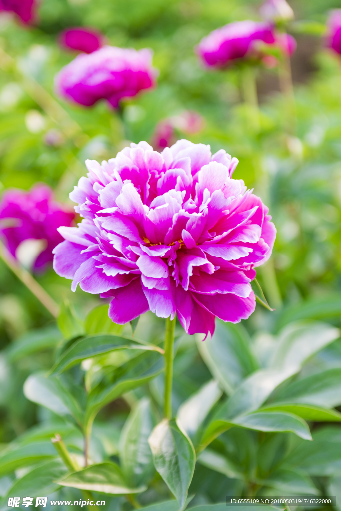 芍药