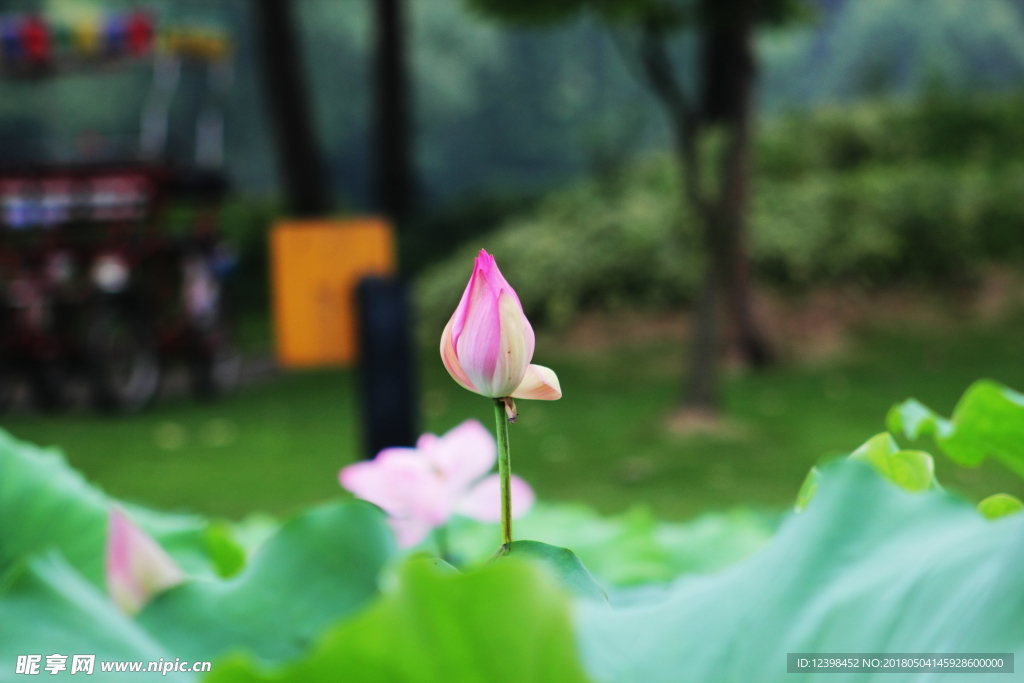 荷花