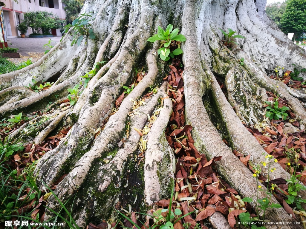 榕树树根