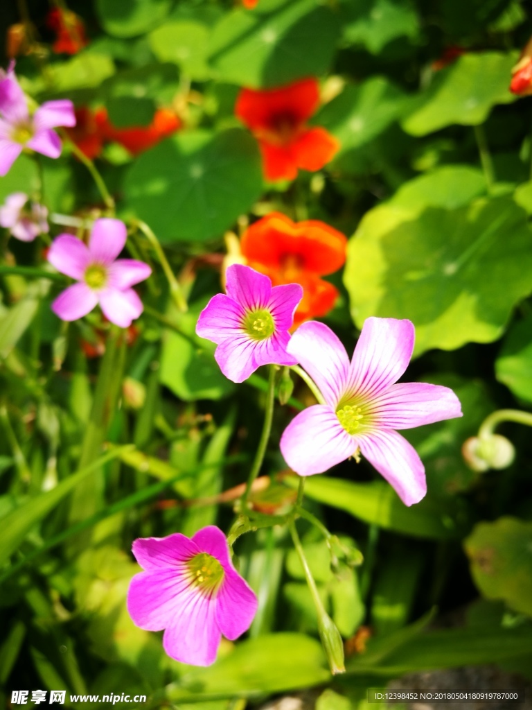 清新的鲜花