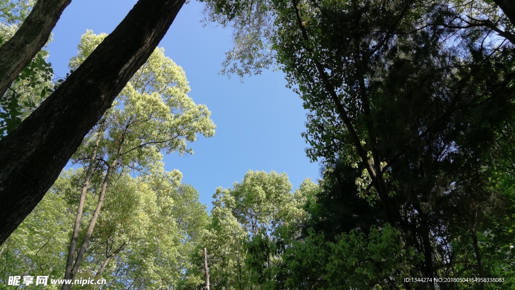 天空下的树林