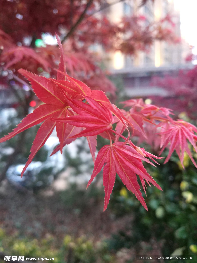 红枫叶