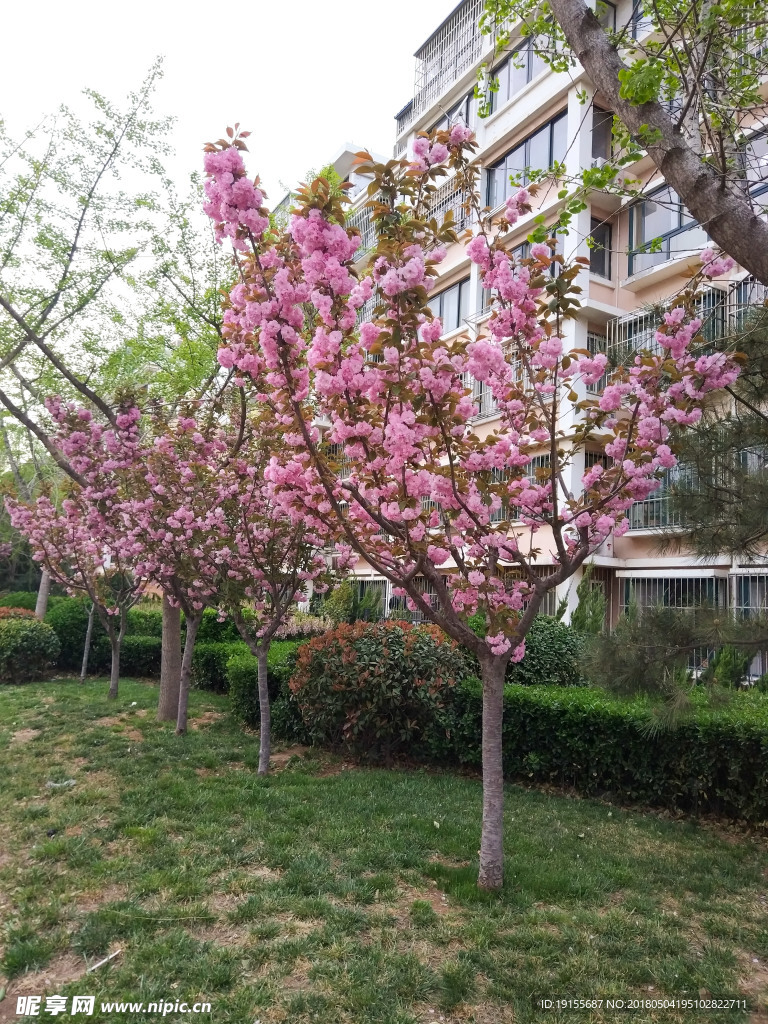 桃树