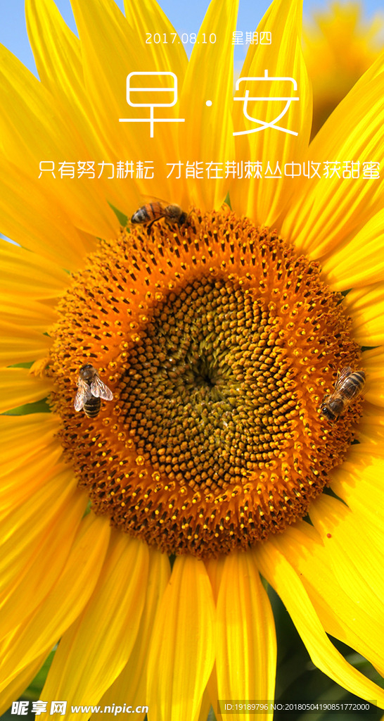 早安