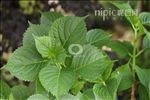 绿色植物叶子