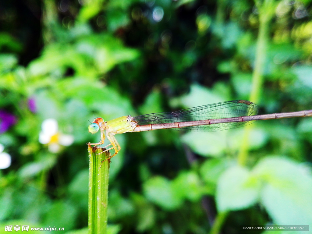 站立在小草上的蜻蜓全身写真