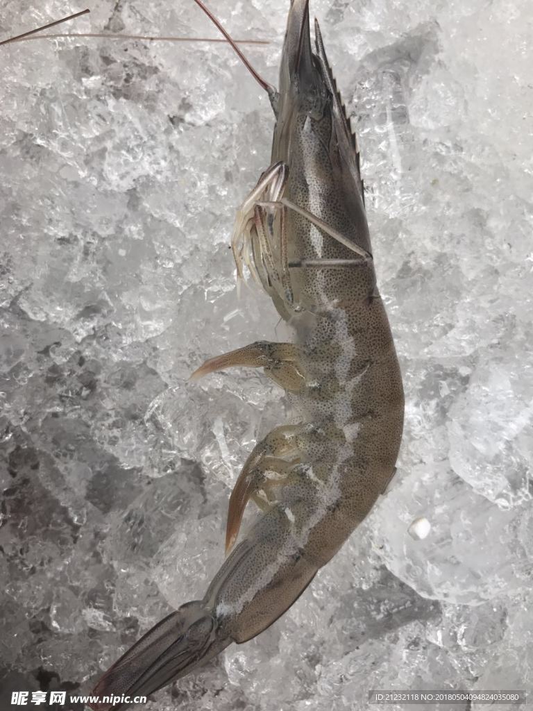 虾
