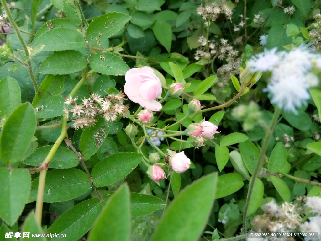 茉莉花蕾