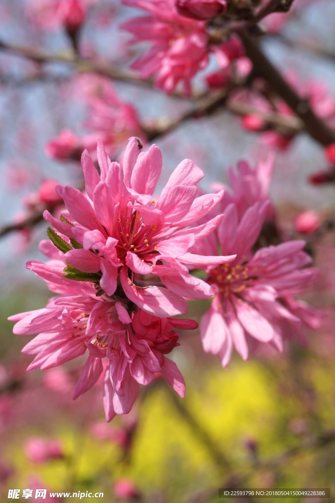 南汇桃花村的菊花桃