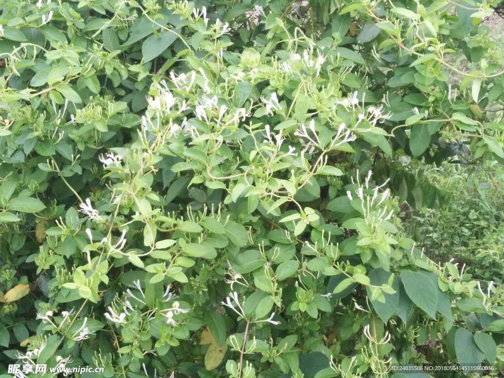 金银花
