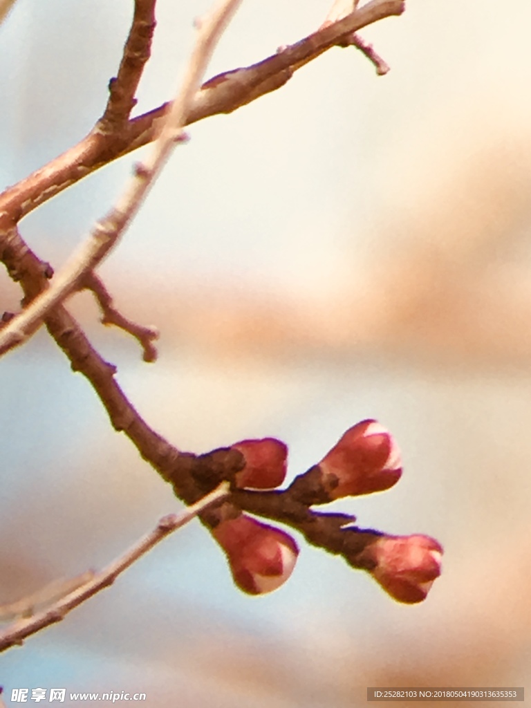 桃花 花蕾