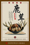 药材海报