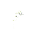木棉花