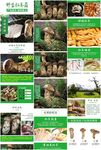 电商淘宝松茸详情页