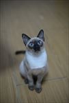 暹罗猫