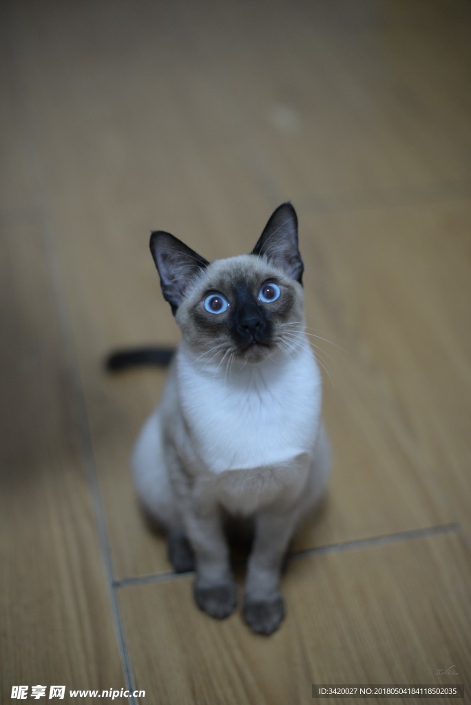 暹罗猫