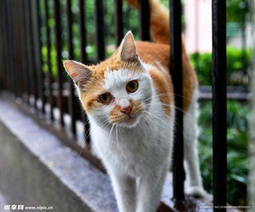 猫