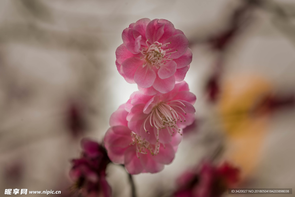 梅花