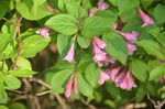 锦带花