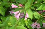 锦带花
