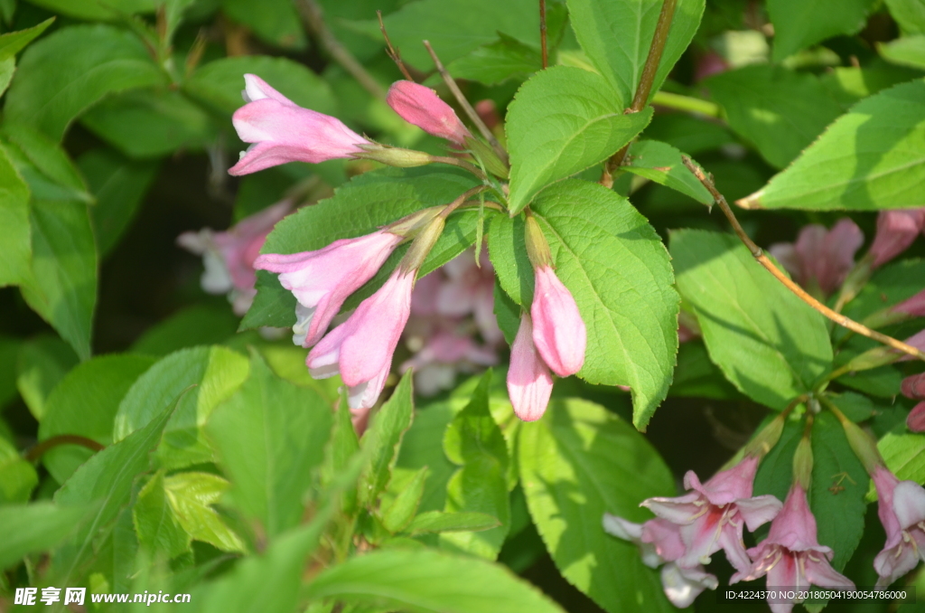 锦带花