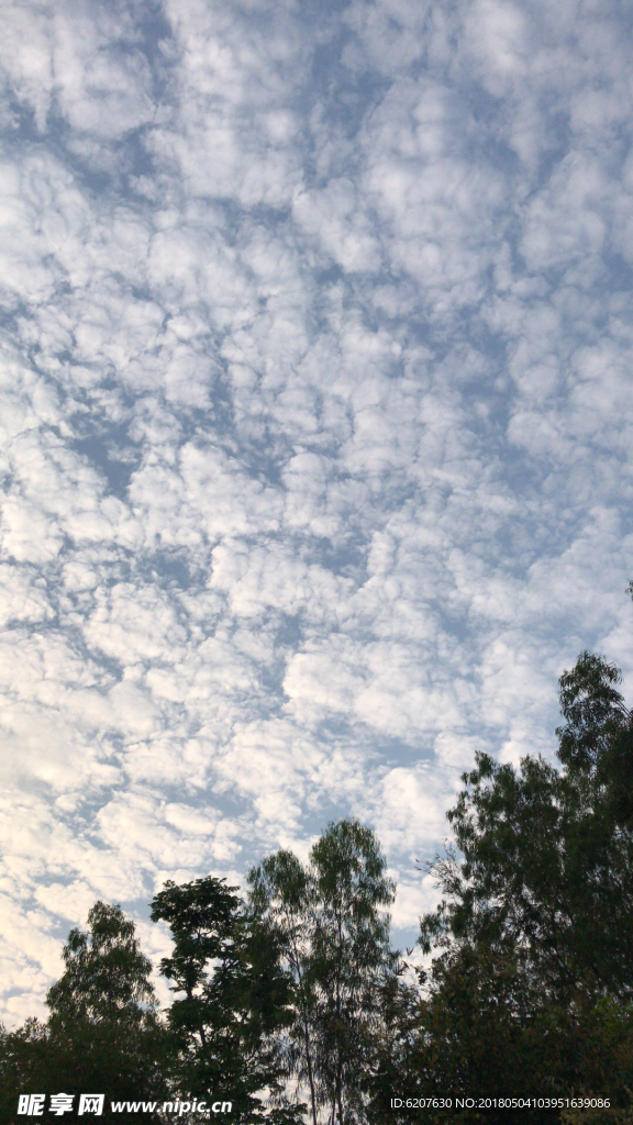 天空 云海 树影 蓝天 白云