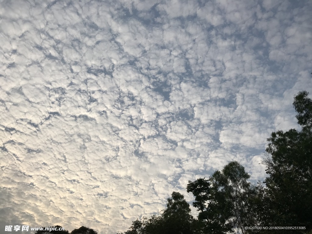 天空 云海 树影 蓝天 白云