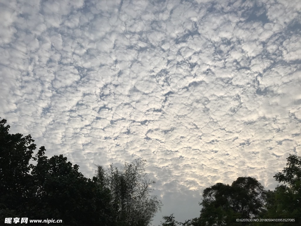 天空 云海 树影 蓝天 白云