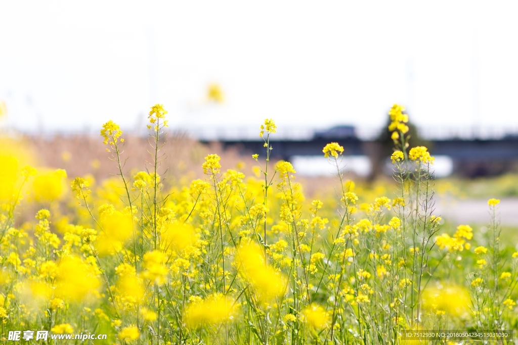 油菜花