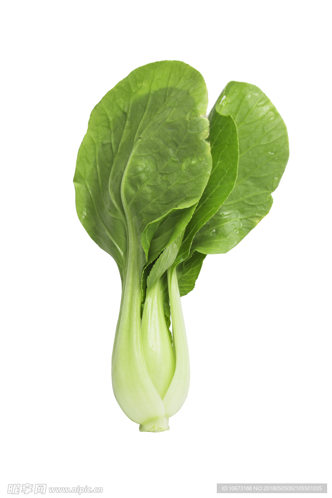 青菜