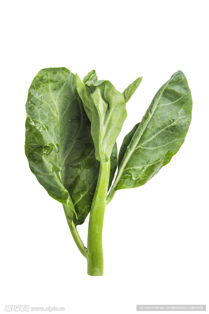 蔬菜