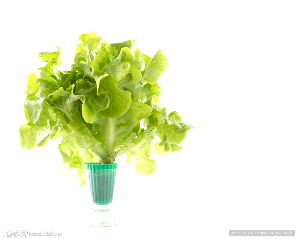 生菜