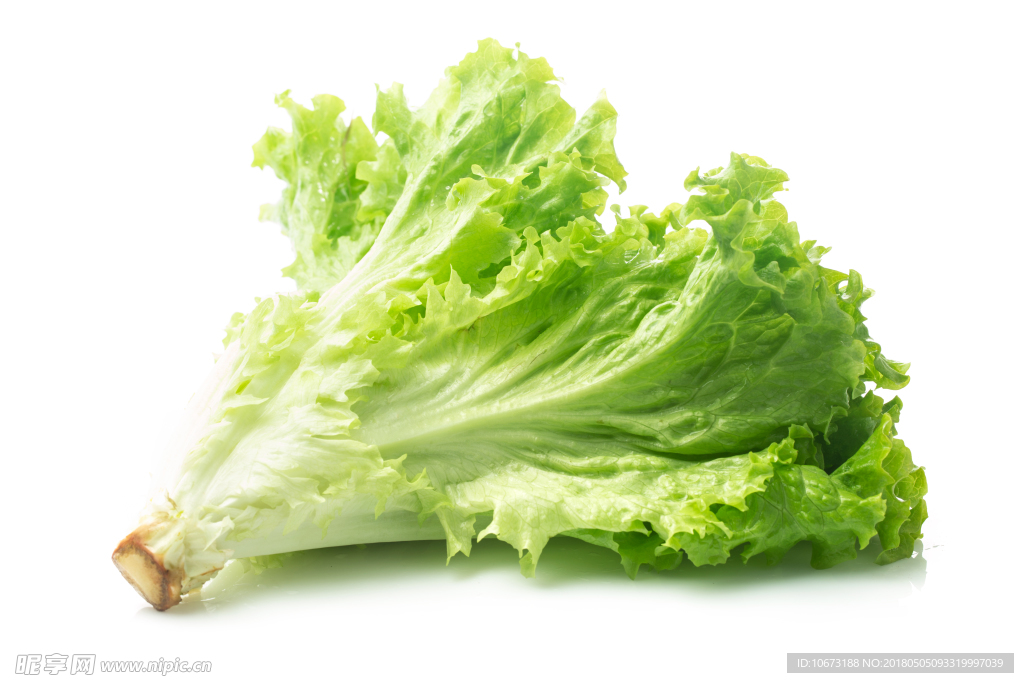 生菜