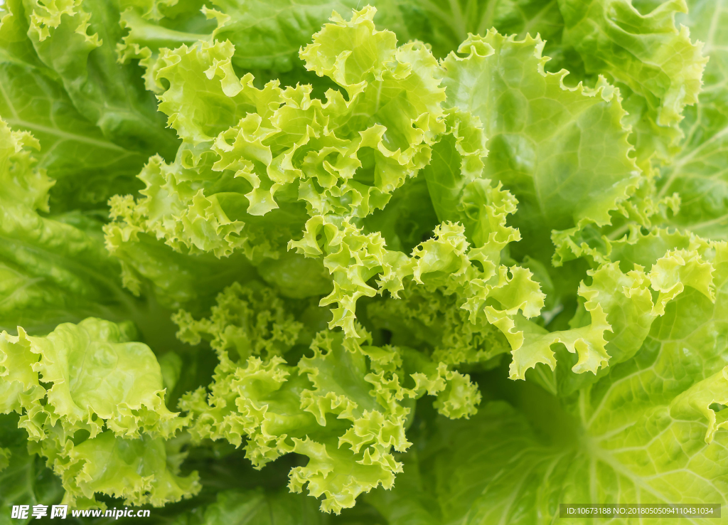 生菜