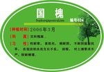 国槐