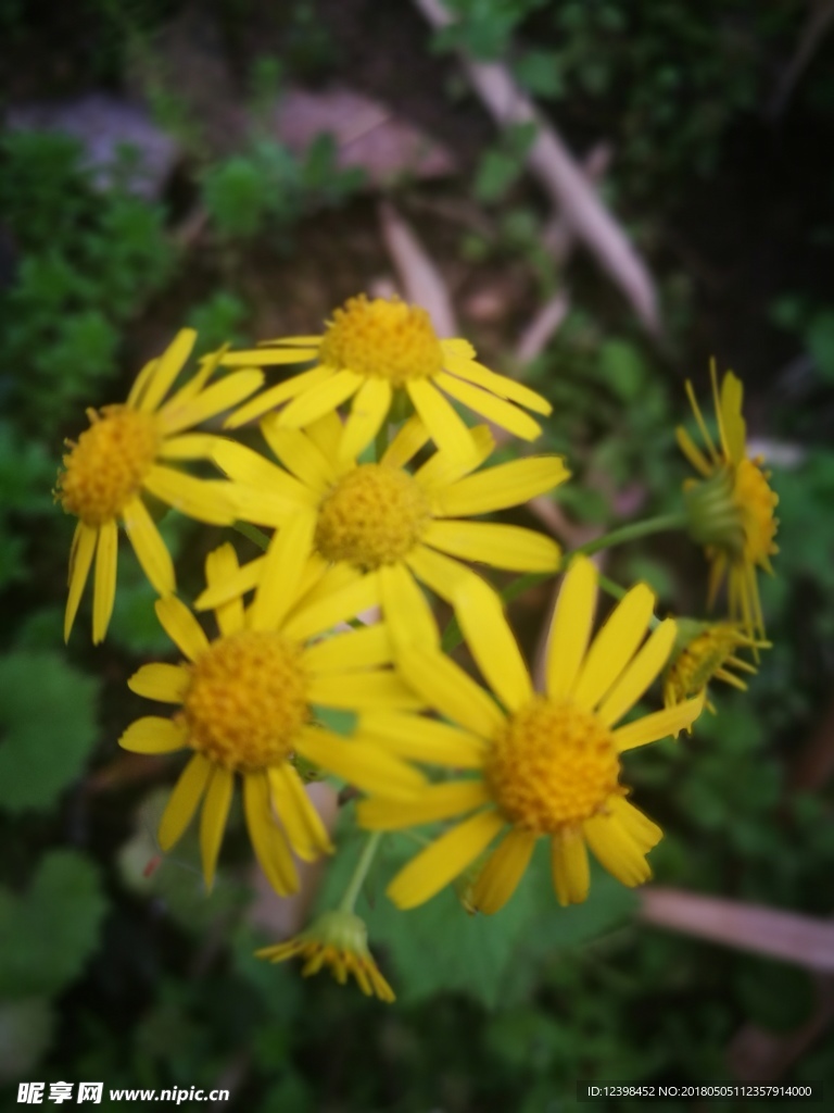野菊花