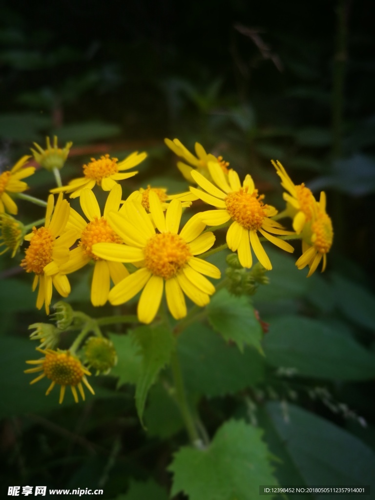 野菊花