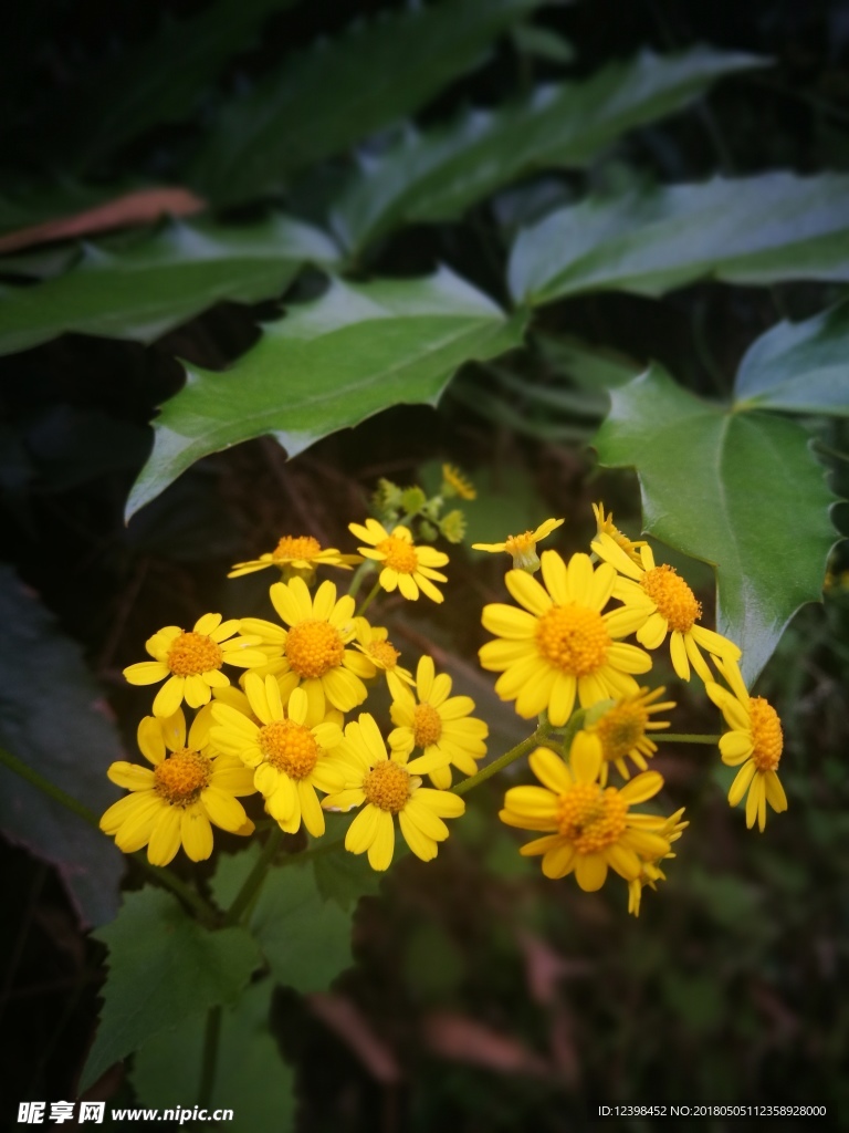 野菊花