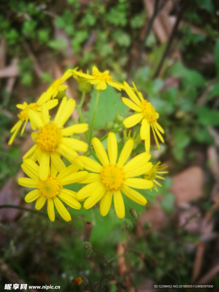 野菊花