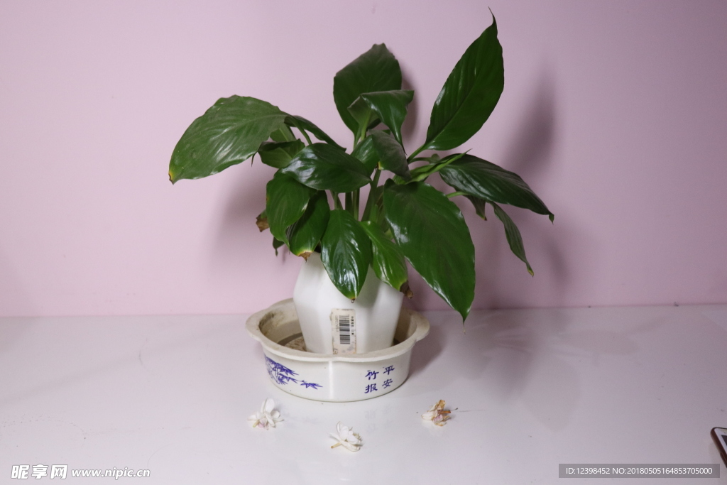 清新盆栽绿植