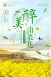 油菜花海报设计素材PSD
