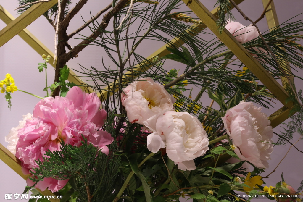 芍药花