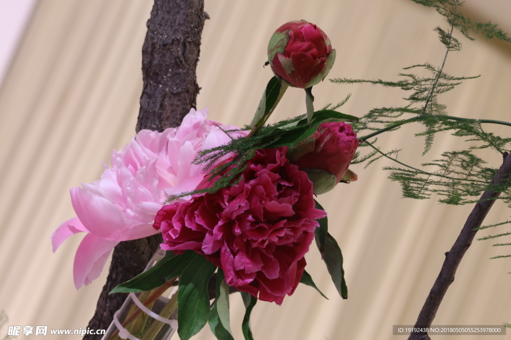 芍药花