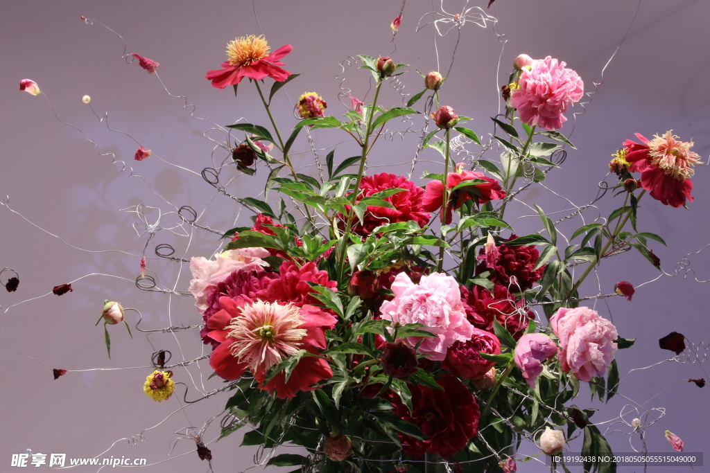 芍药花
