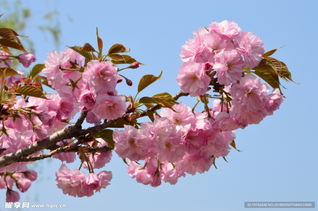 樱花